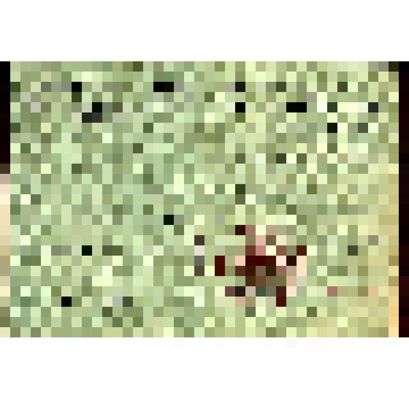 Орденская книжка к ордену «Красной Звезды» серия Ж №261327 от 1967 года Дубцова Андрея Петровича