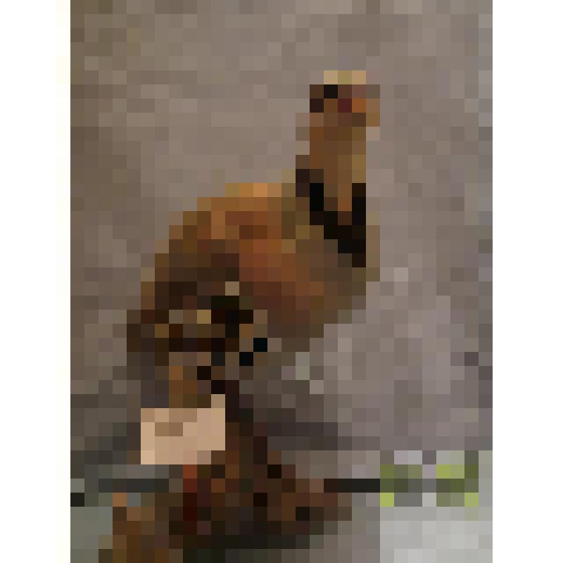 Каменная куропатка (Alectoris kaup)