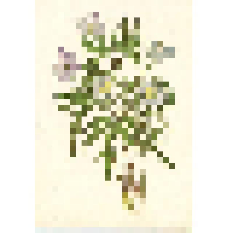 Открытка. Ветреница дубравная (Anemone nemorosa L.)