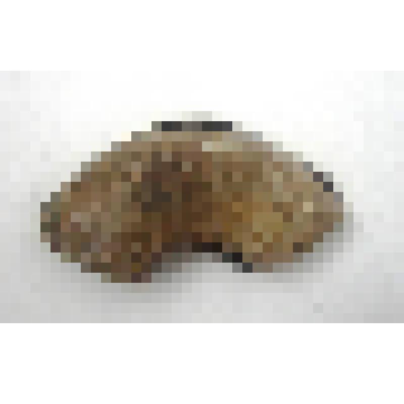 Обломок оборота аммонита Indosphinctes (Elatmites) sp. из коллекции "Предметы палеонтологии Народного музея"