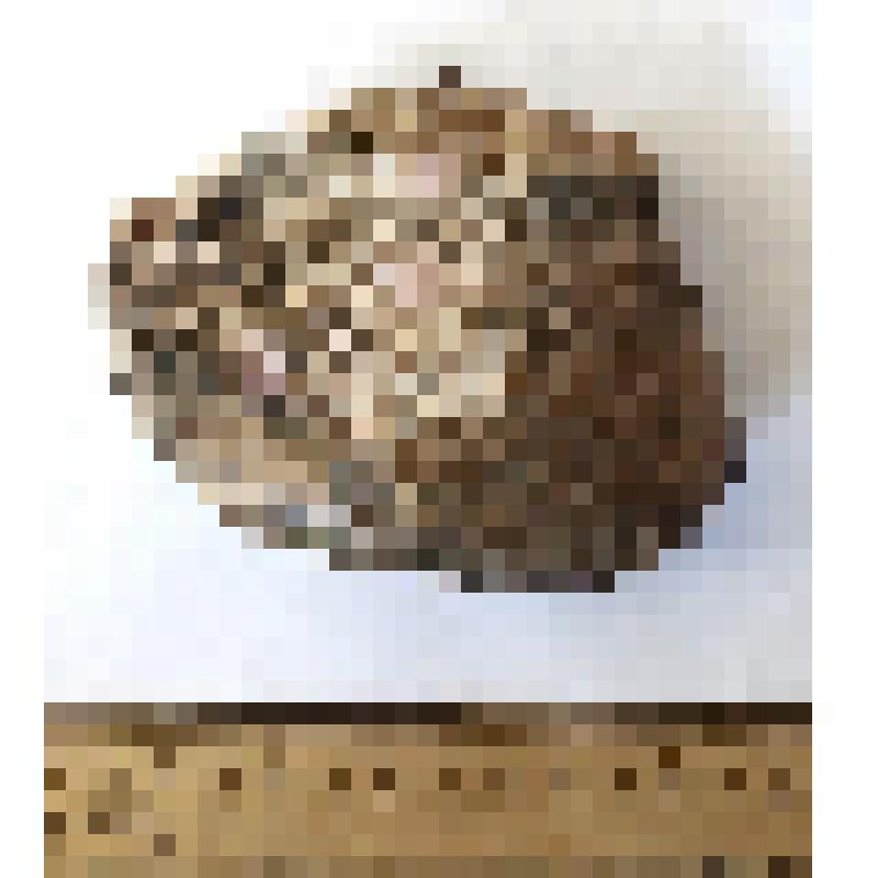 Обломок левой надпяточной кости astragalus sin кавказского эласмотерия Elasmotherium caucasicum