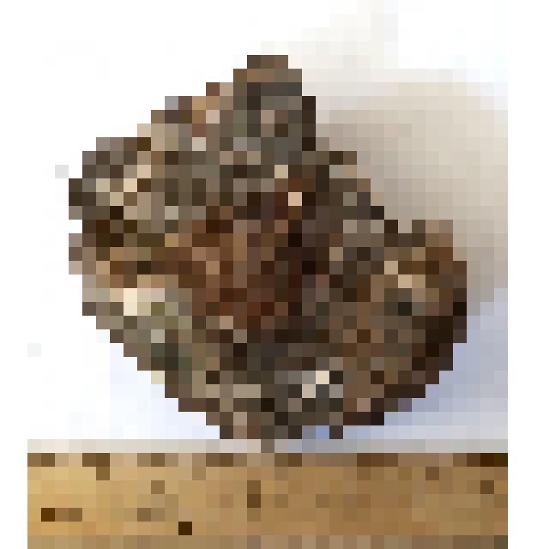 Обломок левой надпяточной кости astragalus sin кавказского эласмотерия Elasmotherium caucasicum