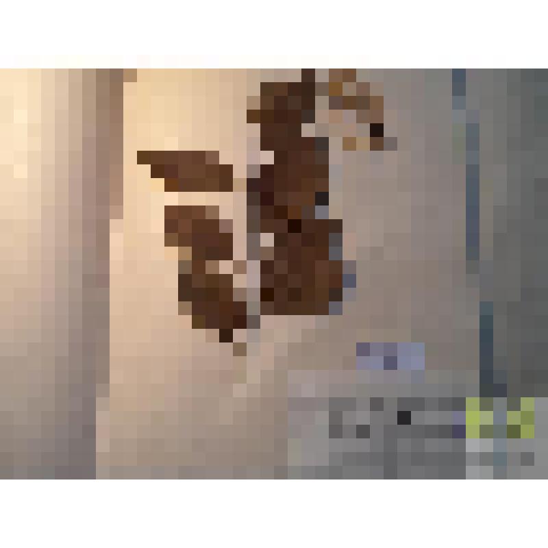 Вишня садовая (Cerasus vulgaris Mill.)