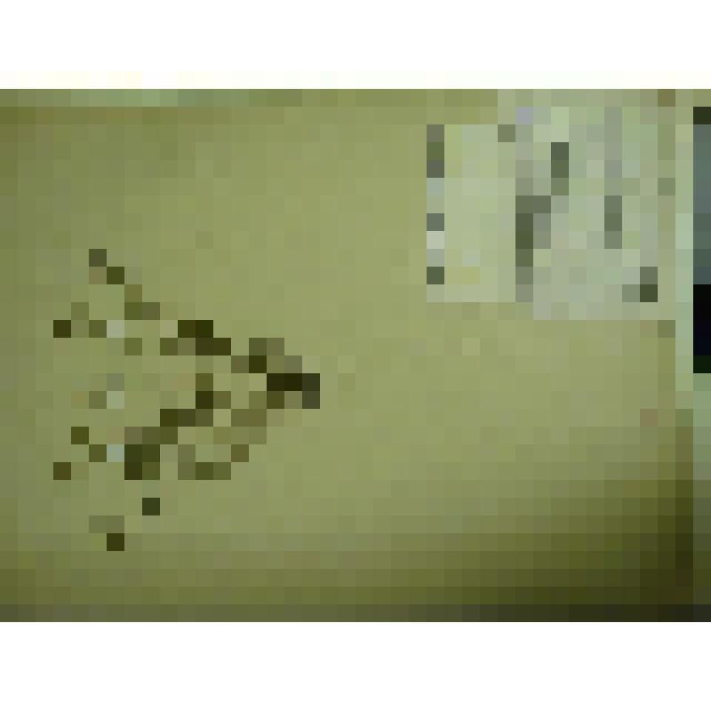 Гербарий. Мелкоцветник прямой, гербария М.И.Губельмана