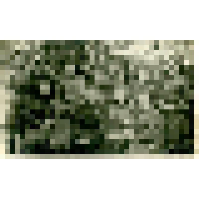 Фотография. Комсомольцы ППГ 481. Западный фронт