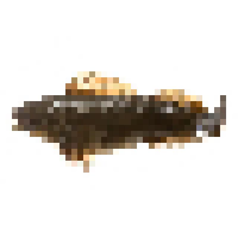 Чучело. Терпуг зайцеголовый. Hexagrammos lagocephalus (Pallas, 1810) (терпуг красный)