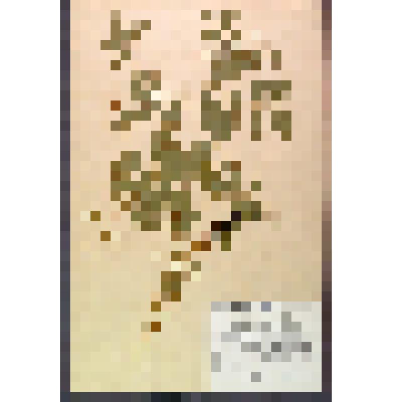 Лист гербарный. Вика байкальская ( Vicia baicalensis)