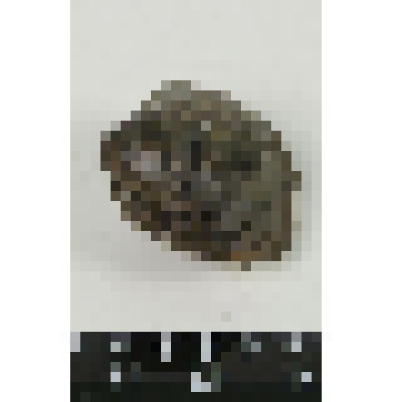 Палеонтологический образец. Раковина двустворчатого моллюска. Mactromya heteroclita (d'Orb.)