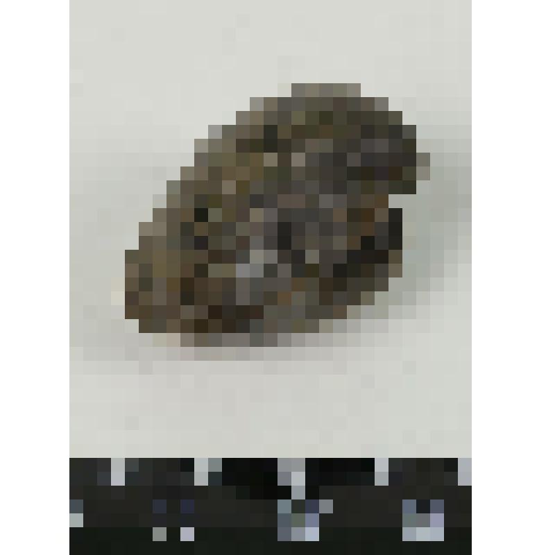 Палеонтологический образец. Раковина двустворчатого моллюска. Mactromya heteroclita (d'Orb.)