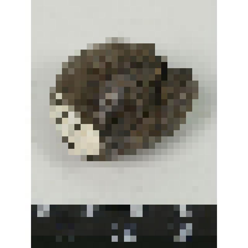 Палеонтологический образец. Раковина двустворчатого моллюска. Mactromya heteroclita (d'Orb.)