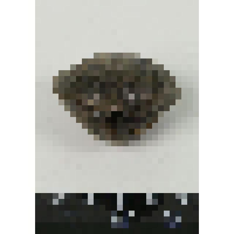 Палеонтологический образец. Раковина двустворчатого моллюска. Mactromya heteroclita (d'Orb.)