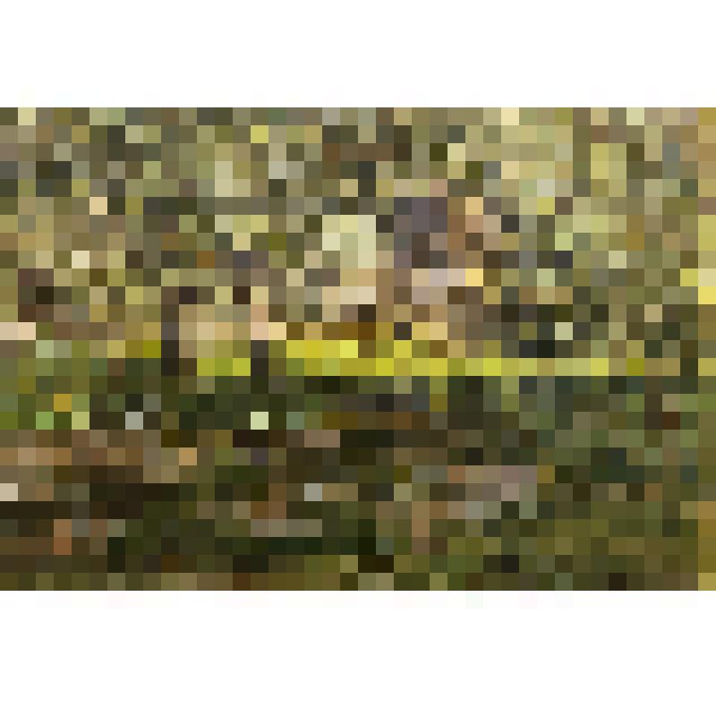 Тихий летний день