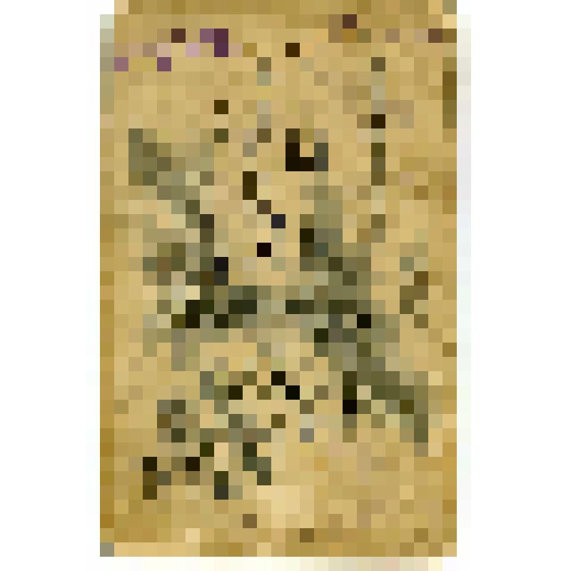 Фотография. Портрет С.И. Шипкина, рядового 14 пехотного Олонецкого полка Варшавского военного округа
