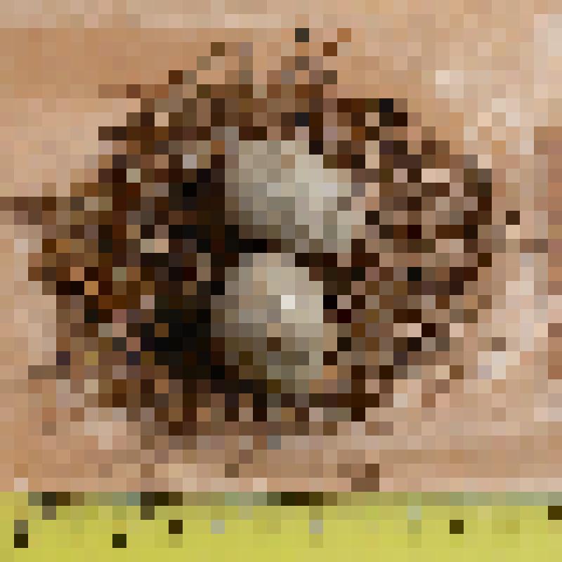 Кладка обыкновенного козодоя из 2 яиц с частью подстилки. Caprimulgus europaeus L