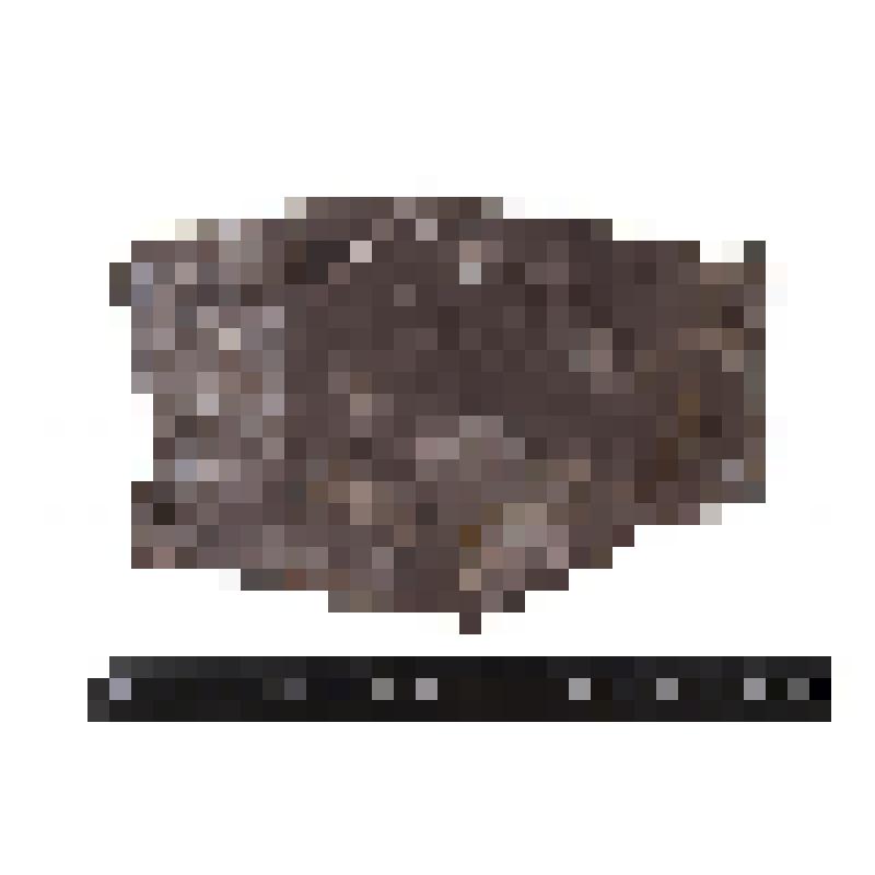 Членистоногое, червь. Arthropoda. Отпечаток