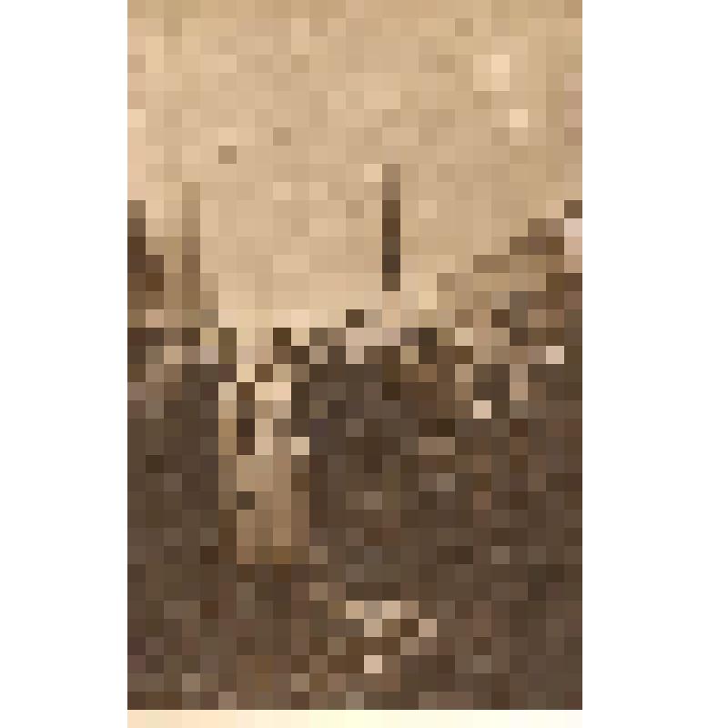 Открытка "В.И.Ленин на Красной площади"// Серия открыток, посвященных В.И. Ленину. Издательство Межрабпома