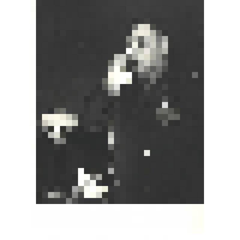 Фотографии. Фото ч/б. Маршал Советского Союза, дважды Герой Советского Союза В.И. Чуйков