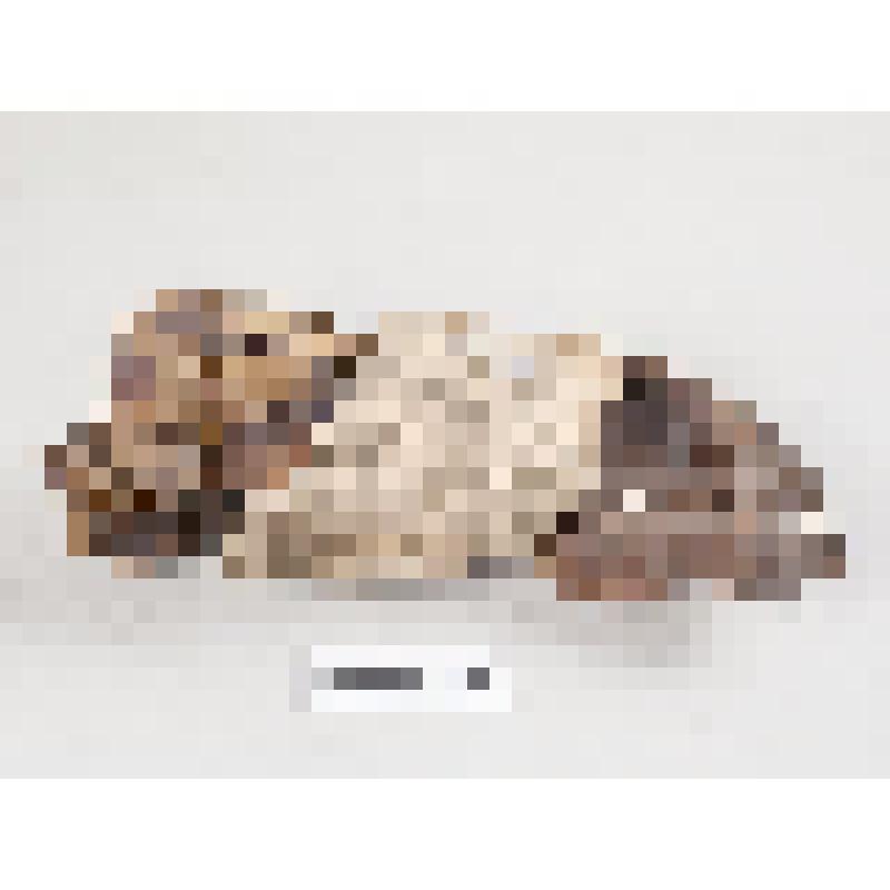 Ступня мумии