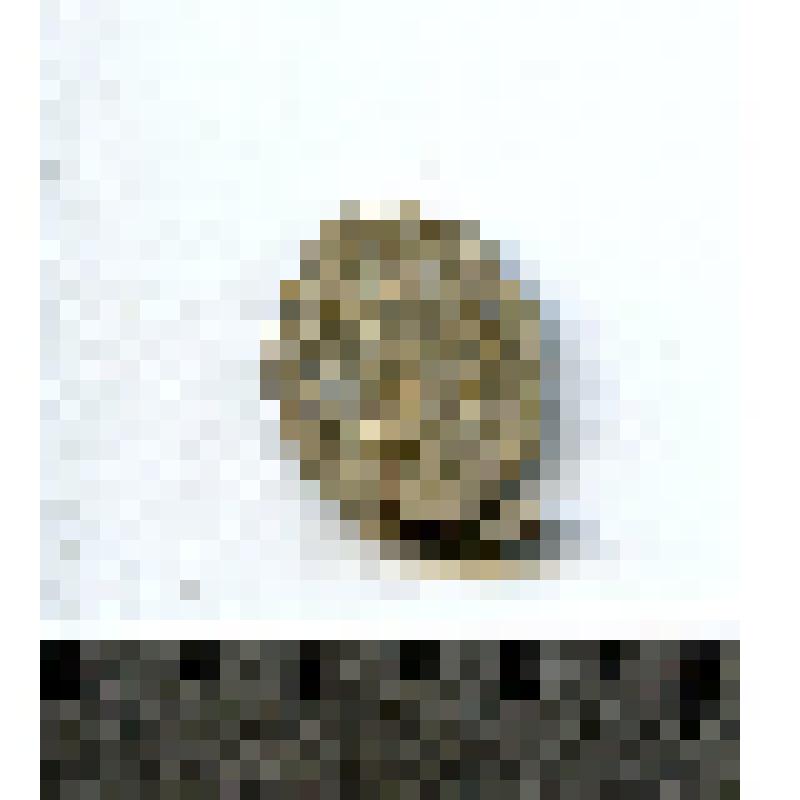 Пломба