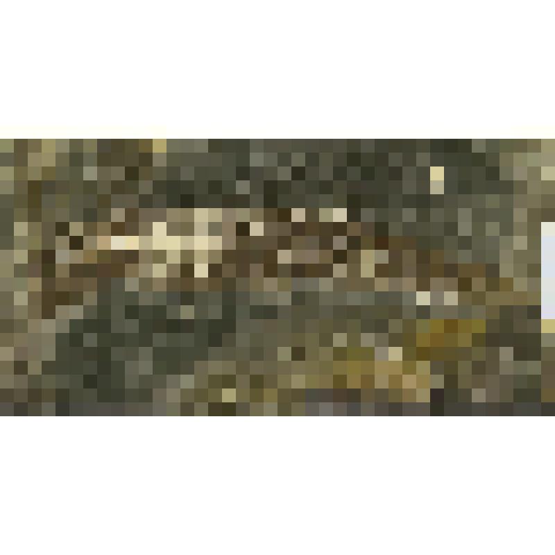 Тип членистоногие? Arthropoda? Отпечаток