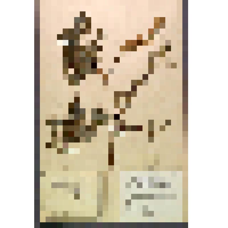 Лист гербарный. Ива (Salix)