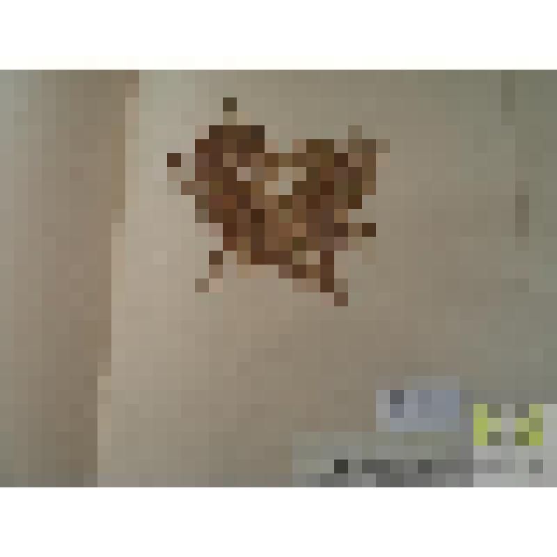 Сфагн оттопыренный (Sphagnum sguarrosum Crome..)