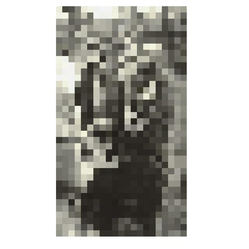 Фотография ч/б. "Хранитель наград". Выставка породистых собак. г.Ставрополь, 20 в. Автор: Ульянкин В.А