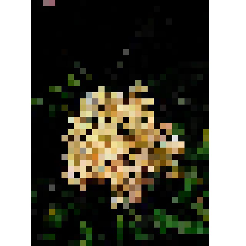 Открытка "Бузина черная". Из комплекта: Комплект открыток "Зеленая аптека"