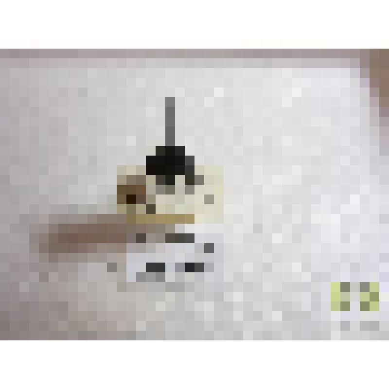 Карапузик трупный (Hister cadoverinas.)