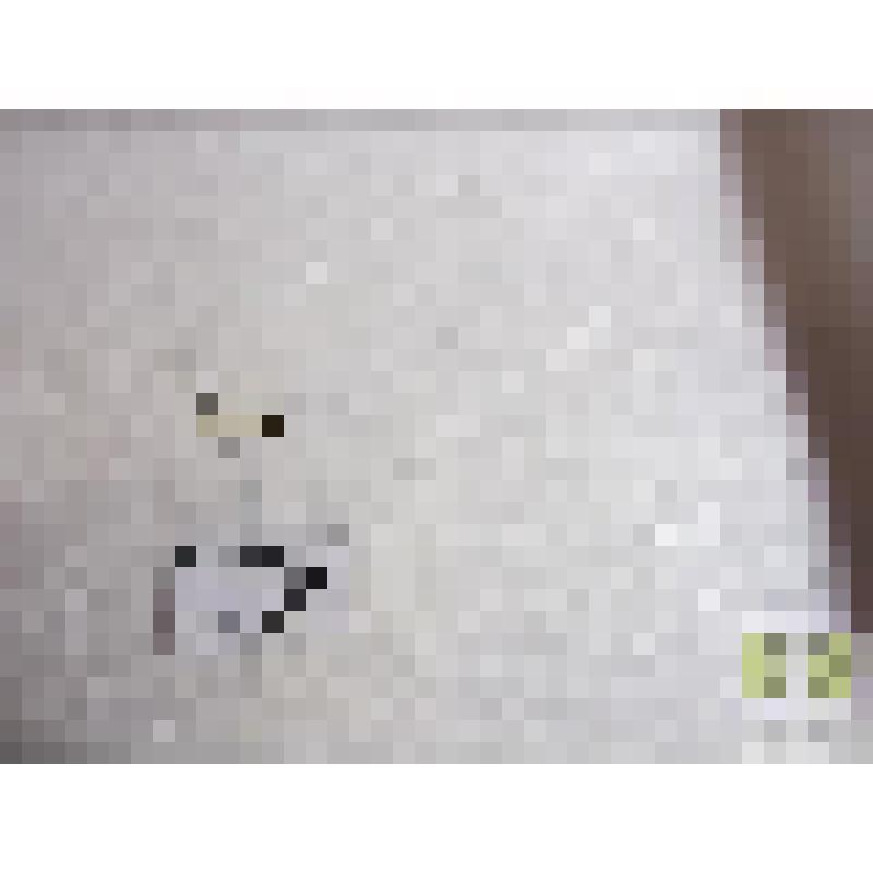 Синтом желтопясчий (Syntomus fuscomaculatus)