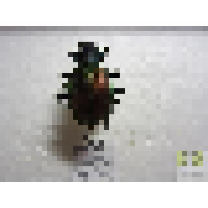 Красотел пахучий (Calosoma sycophanta L.)