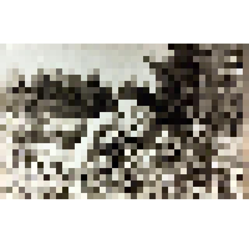 Фотография. Миловидова Инна Борисовна, сотрудник Ботанического сада СГУ, в цветнике с осенними цветами, из коллекции документальных, фотографических и вещевых материалов о Миловидовой Инне Борисовне (1929-2009), кандидате биологических наук, преподавателе