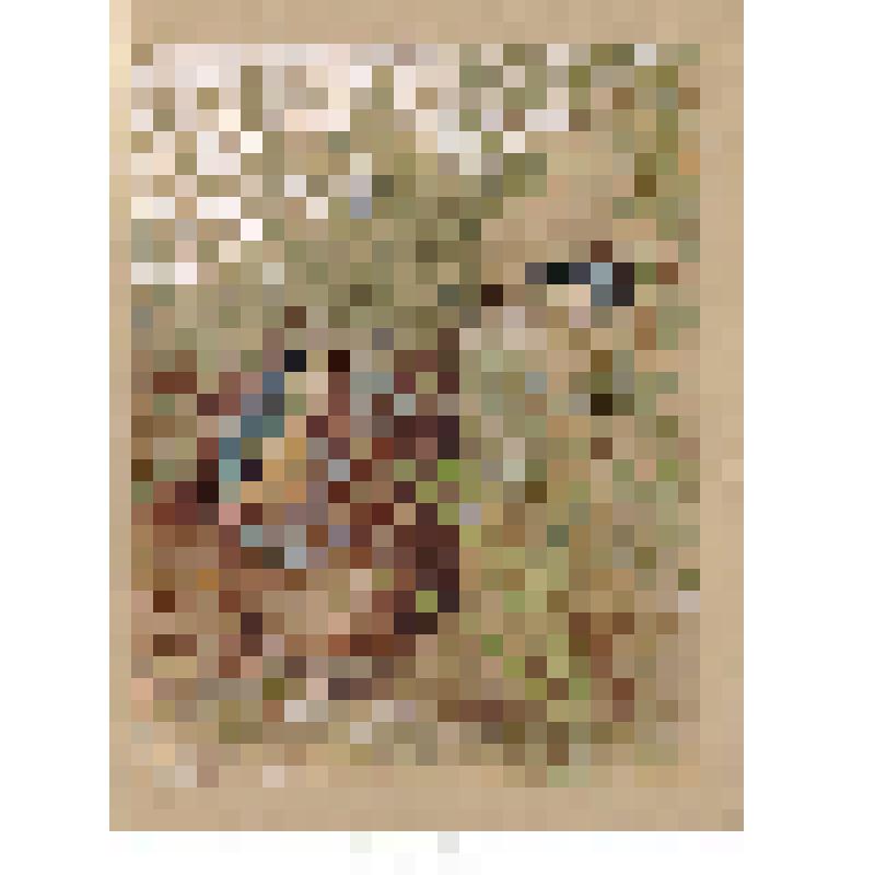 Зимородки у гнезда. Рисунок