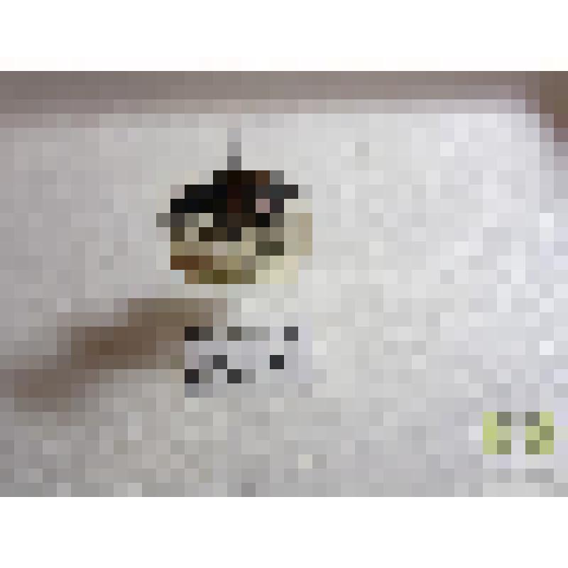 Могильщик чернобулавый (Necrophorus vespilloides Hbst.)