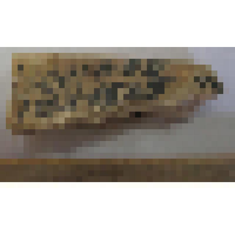 Кость (фрагмент)