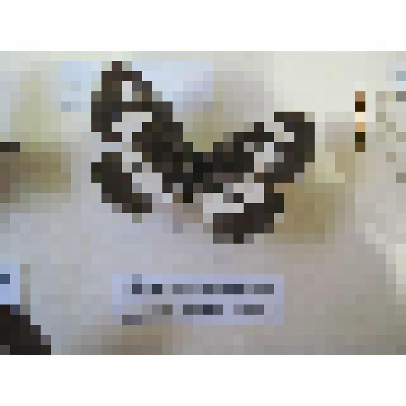 Пеструшка обыкновенная. Бабочка. Из коллекции