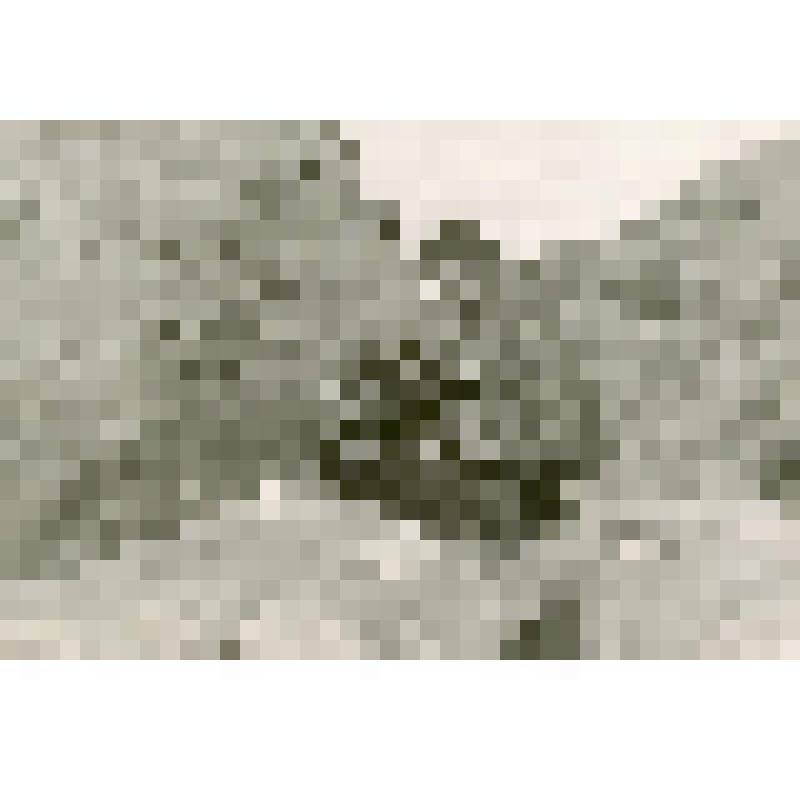 Фотография. Греку Х.И.  с обитателями Антарктиды, впервые появившимися на свет