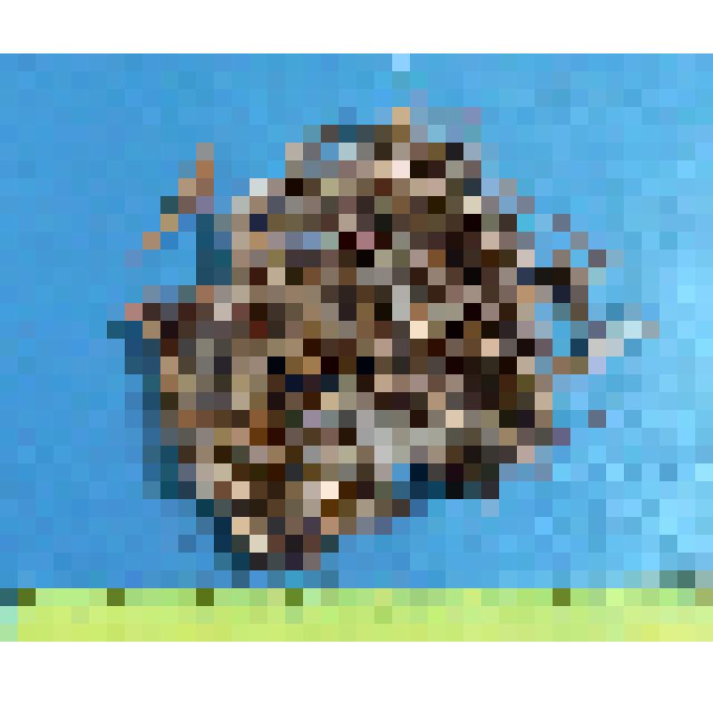 Кладка серебристой чайки из 3 яиц с частью материала гнезда. Larus argentatus Pont