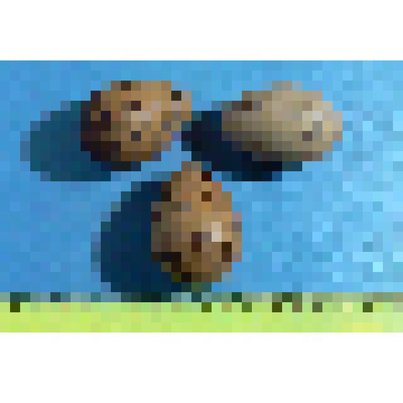 Кладка серебристой чайки из 3 яиц с частью материала гнезда. Larus argentatus Pont