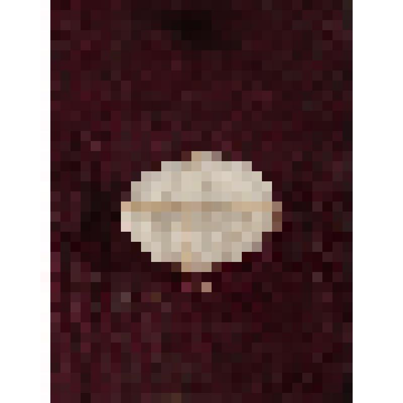 Коробка с костяными бирюльками: тарелка