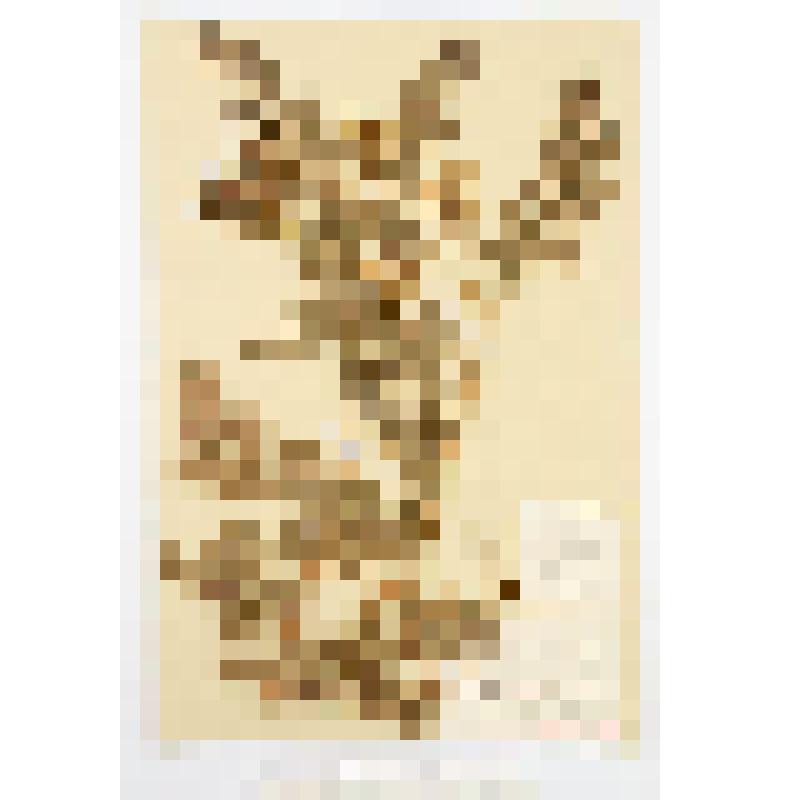 Гербарный экземпляр сосудистых растений. Солодка уральская