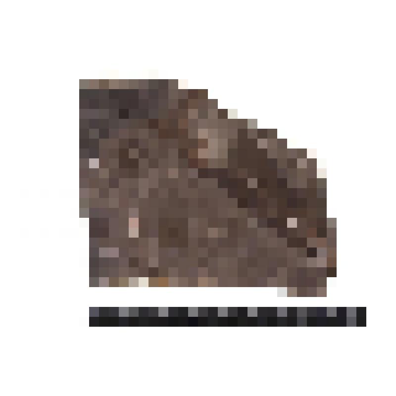 Членистоногие (?). Arthropoda. Отпечаток