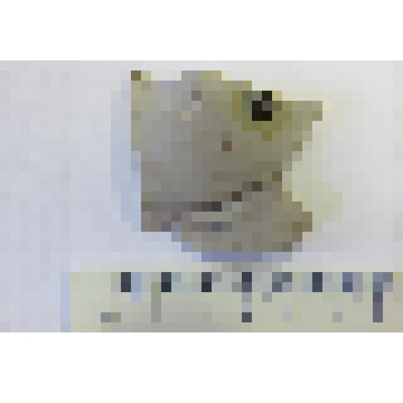 Отщеп крупный. Из археологической коллекции поселения Проходная Лоза, (совр. Кировская область, Малмыжский район), эпоха бронзы, эпоха камня (VI-II тыс. до н.э.)