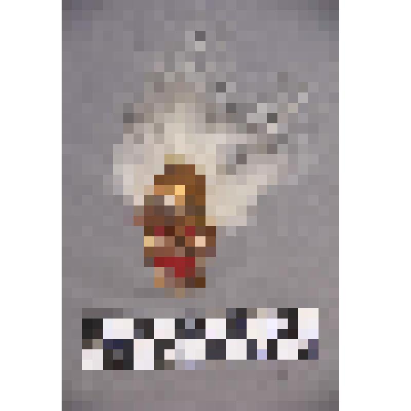 чеканка. Талисман на металлической пластине в виде лица человека. Волосы из меха. На обратной стороне подложка из ткани. Вверху пластины закреплено металлическое кольцо