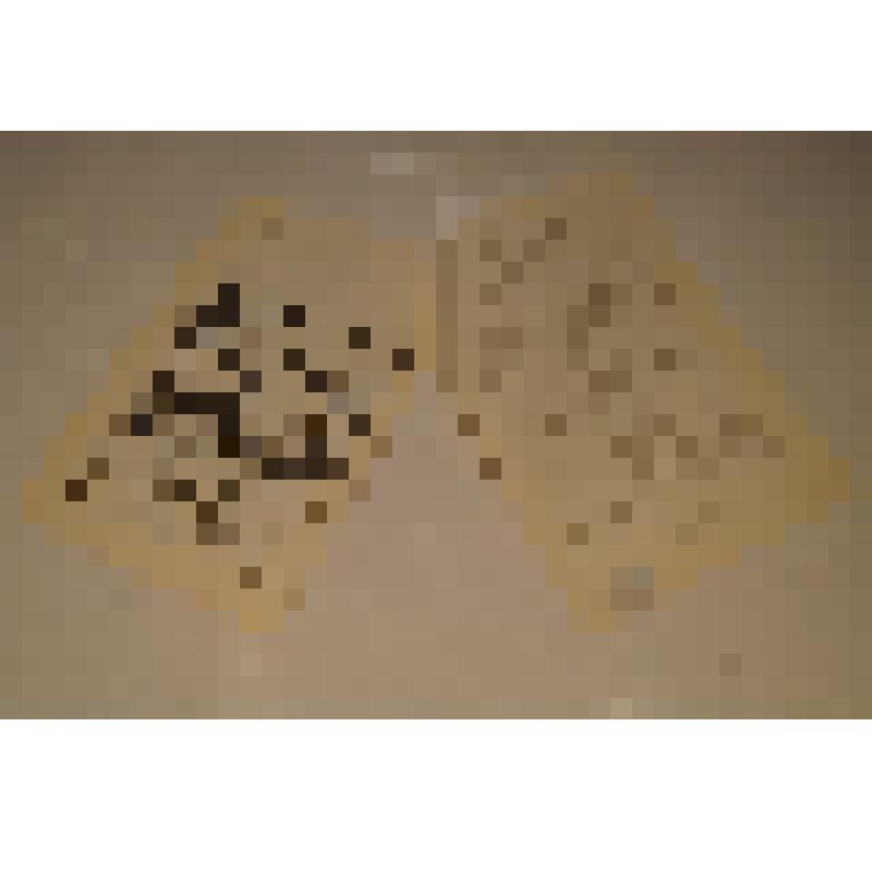 Души высокая свобода// Журнал "День поэзии", 1987