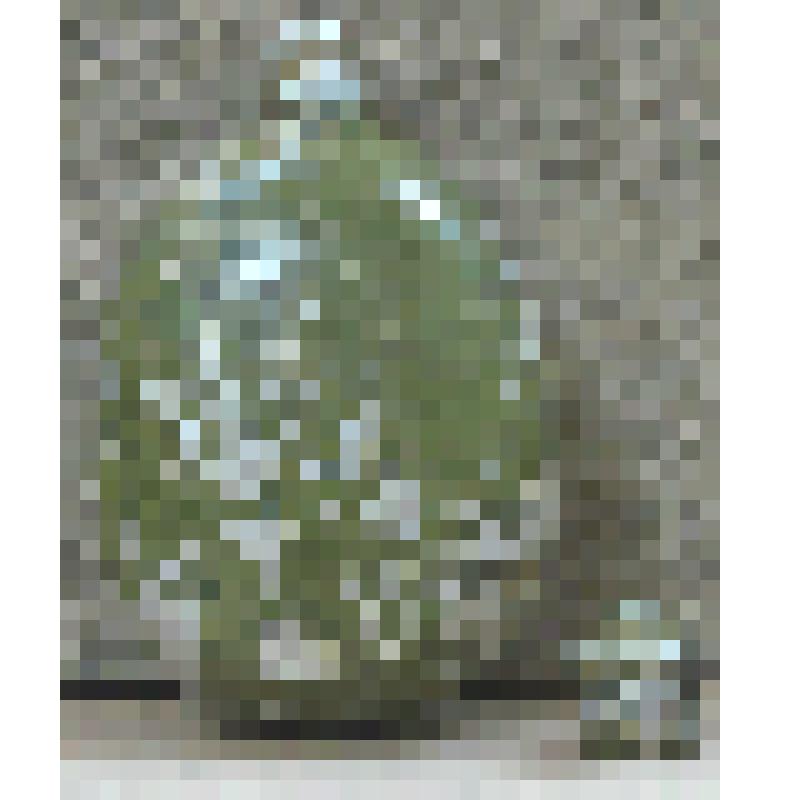 Фляга