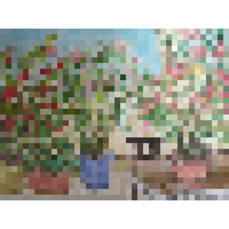 Картина "Герани"