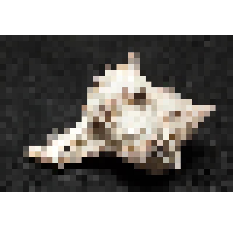 Раковина. Цикориевый Мурекс. Hexaplex cichoreum (Gmelin, 1791)