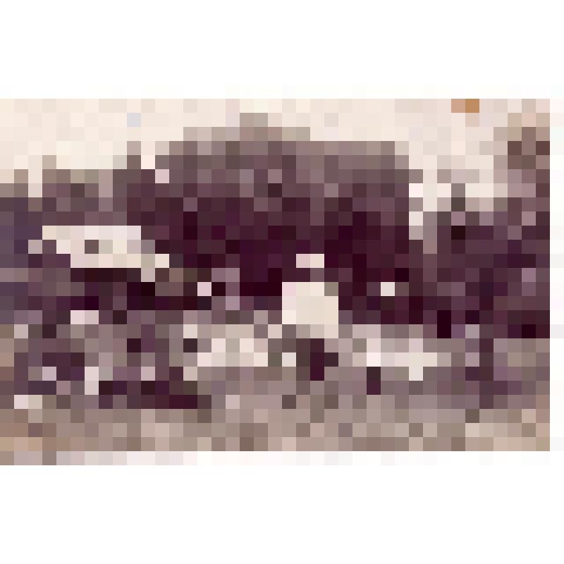 Открытка почтовая. г. Ямбург. Имение Романовка