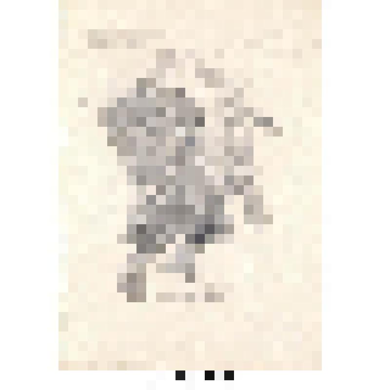 Бегущий зубр. Рисунок